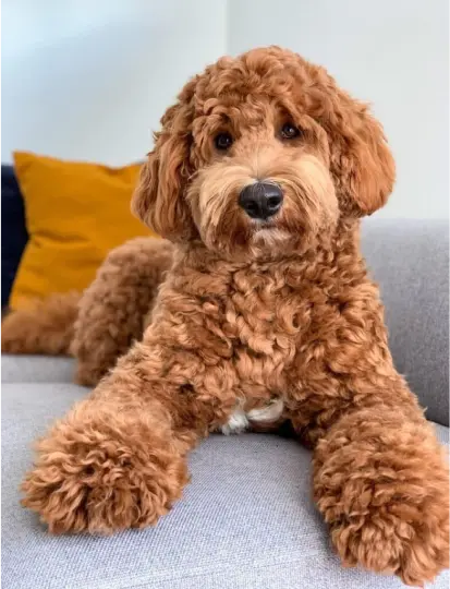 All you need to know about Poodles